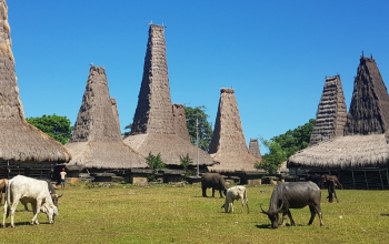 Kampung Tradisional Ratenggaro - Tour Sumba
